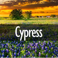 Cypress